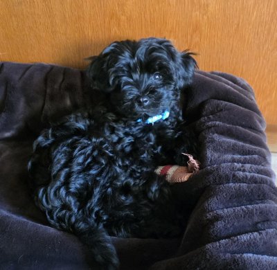 2026-07-06 - Alfie 02.jpg